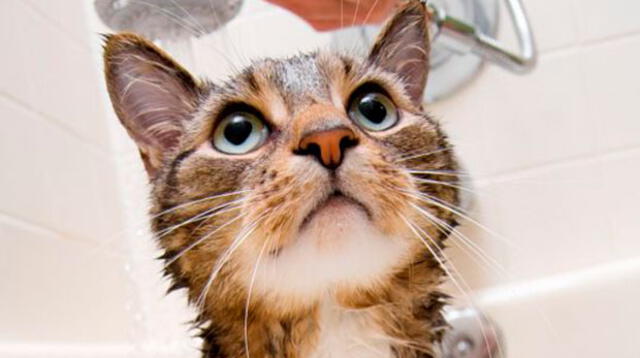 La mayoría de los gatos son reacios a mojarse, tienen miedo al agua; al menos la mayoría de los gatos caseros