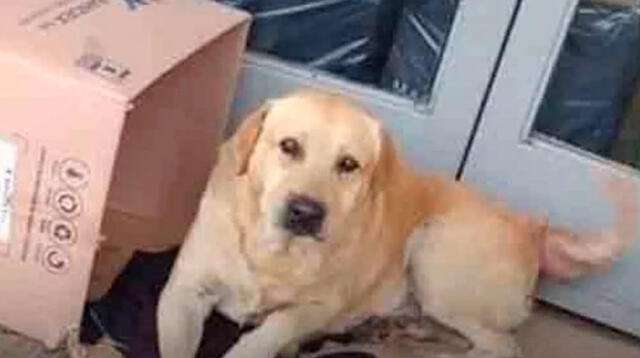 La mascota llamado "Toto"  es un labrador de seis años que vivía solo son su dueño