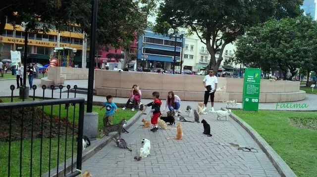 El desalojo de gatos de la Videna le costó seis mil soles a la FPF