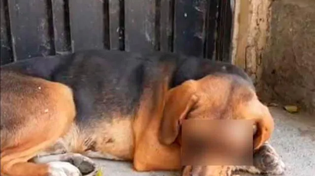 Caso de maltrato animal indigna a usuarios en las redes sociales