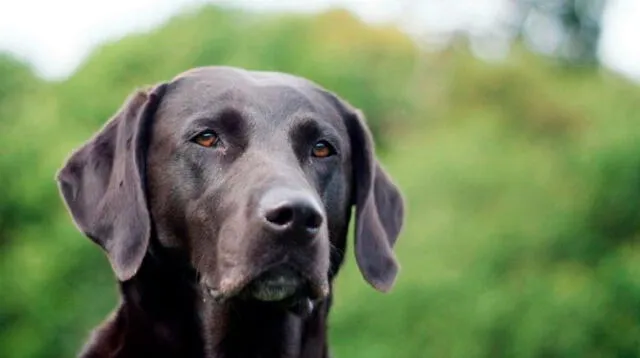 Mataron a perrita labrador en Chorrillos