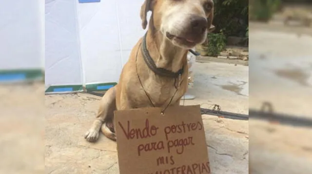 Historia del perro que vende postres para pagar quimioterapia se ha vuelto viral