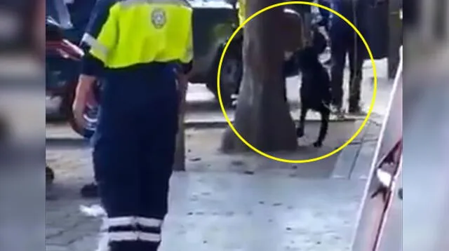 Nuevo caso de maltrato animal en México Nuevo caso de maltrato animal en México