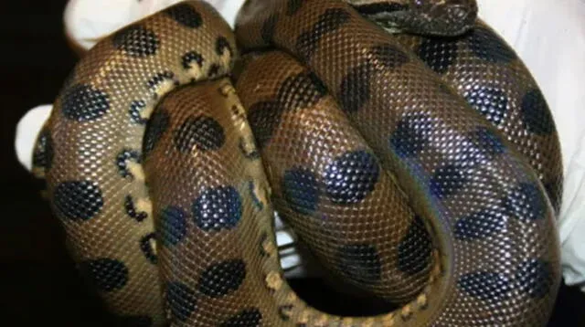 La increíble historia de la anaconda en Estados Unidos, viene siendo viralizada 