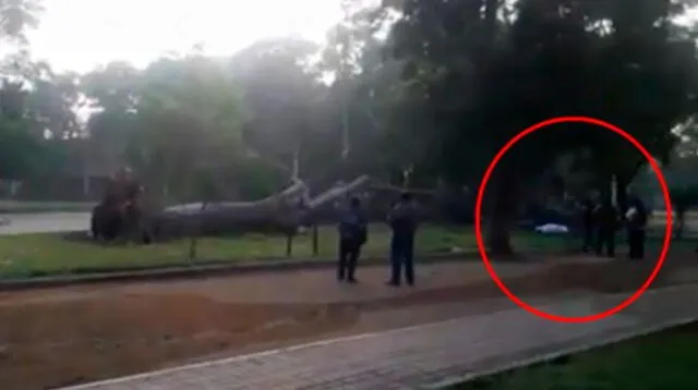 Arbol cayó encima de hombre en parque de Chaclacayo y lo mató