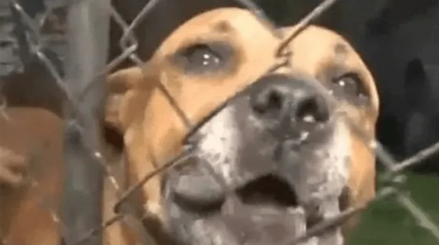 Dos Pitbulls serían sacrificados tras atacar a un ladrón