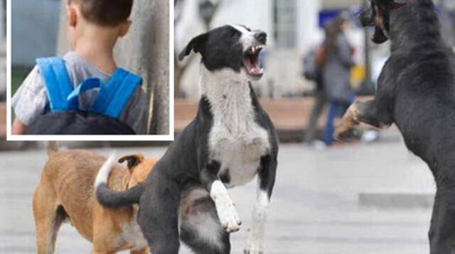 Denuncian ataque de perro en colegio de Villa María del Triunfo Denuncian ataque de perro en colegio de Villa María del Triunfo