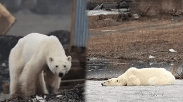 Oso desnutrido como consecuencia del calentamiento global