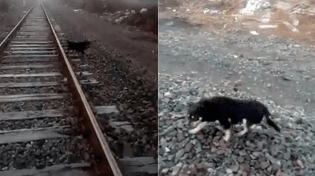 El can fue dejado en las vías del tren para esperar la muerte