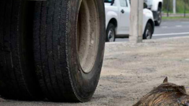 Una cámara grabó el instante en que un sujeto escapó del lugar y dejo al animal herido