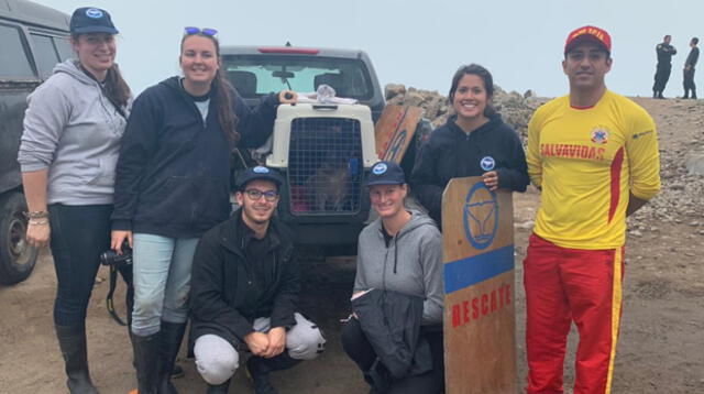 El lobo marino posee un bajo peso por lo que tendría que recuperarse 