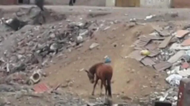 Denuncian maltrato animal a caballo en el Callao 