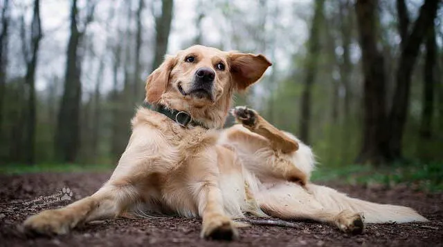 La sarna canina es ocasionada por los ácaros que se introducen en la piel de un animal 