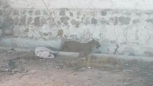 Muere puma rescatado en Arequipa 