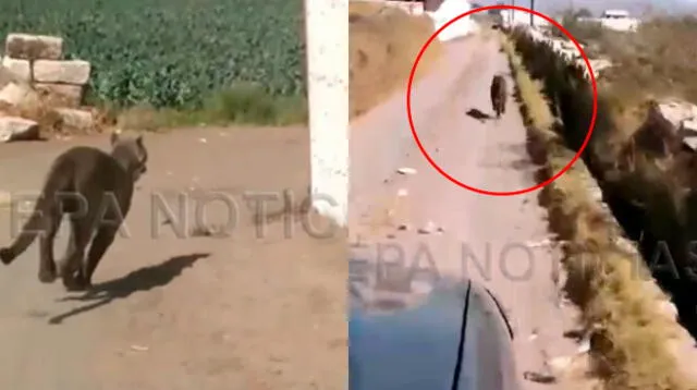 Difunden video donde se ve que agentes tenía intenciones de matar a puma  