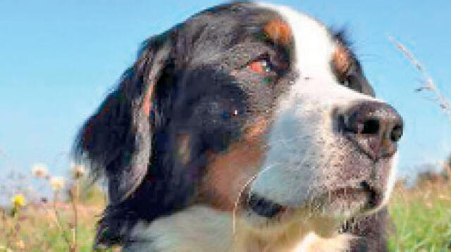 Cortar los bigotes del perro puede provocarle una gran inseguridad