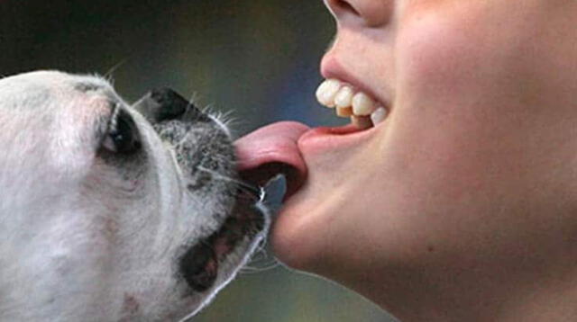 Estudio de científicos de Japón alerta peligro de besar a tu perro Estudio de científicos de Japón alerta peligro de besar a tu perro