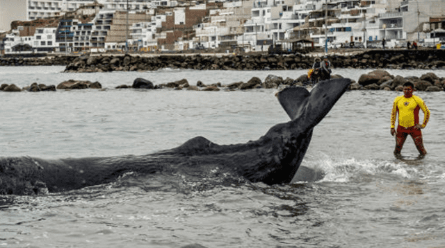 El animal fue encontrado a las 7 de la mañana y durante horas intentaron salvarle la vida