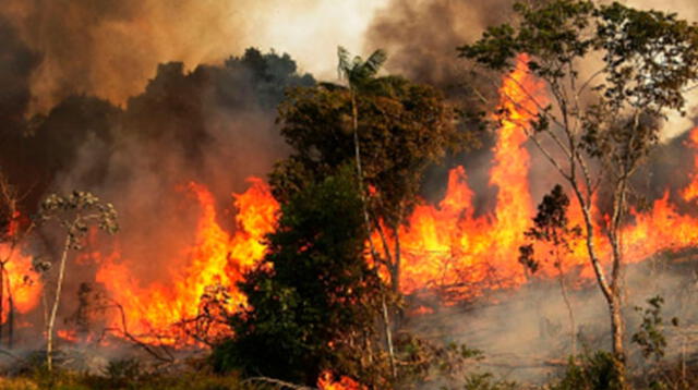 Biólogo relató las duras imágenes que vio tras el incendio forestal en el Amazonas