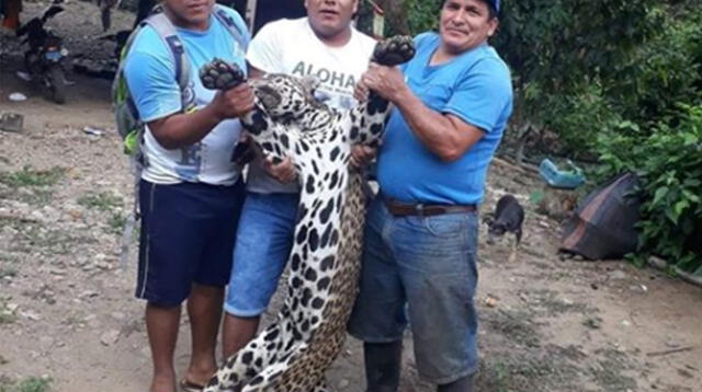 Denuncian maltrato animal en ciudad de Ayacucho