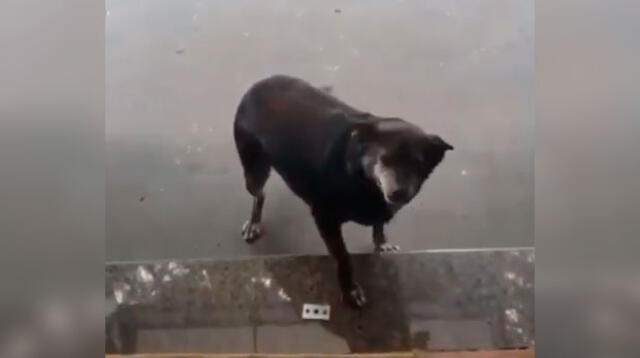 Video viral en Facebook muestra cómo la pequeña perrita se muestra muy feliz por el accionar del dueño de restaurante