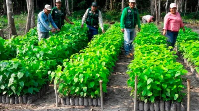 Reforestarán región San Martín con especies amazónicas 