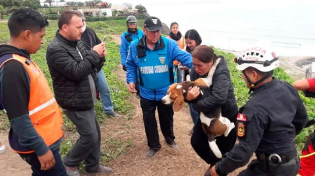 Can es rescatado tras caer en peligroso acantilado de Miraflores  