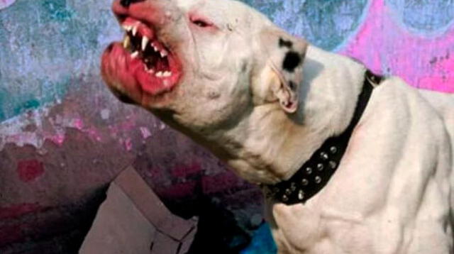 Un hombre es atacado por perro pitbull en sus partes íntimas, como nuevo método de tortura por parte de sicarios