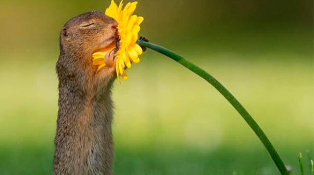 Fotografía de ardilla desata ternura en las redes sociales 