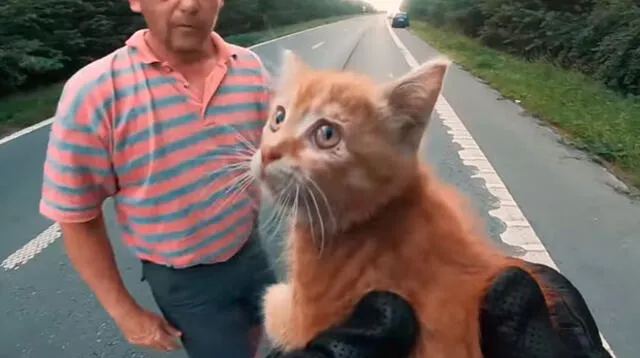 Dos hombres arriesgaron su vida para salvar a un gato en una carretera de Bélgica 