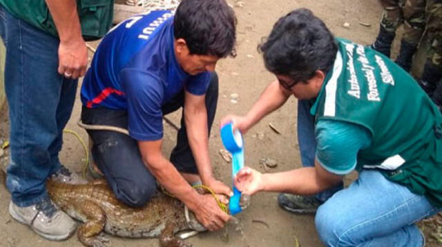 Operativo conjunto de autoridades logró salvar a animales silvestres