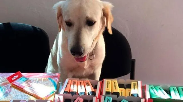 Scott es un perrito que ayuda como imagen a vender plumones para pagar su tratamiento.