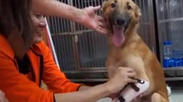 Perrito se emocionó al obtener sus prótesis y poder correr con normalidad