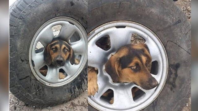 Nadie supo como llegó a atascar su cabeza en el neumático