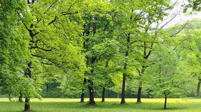 La siembra de árboles se evitará que futuras generaciones sufran de agua