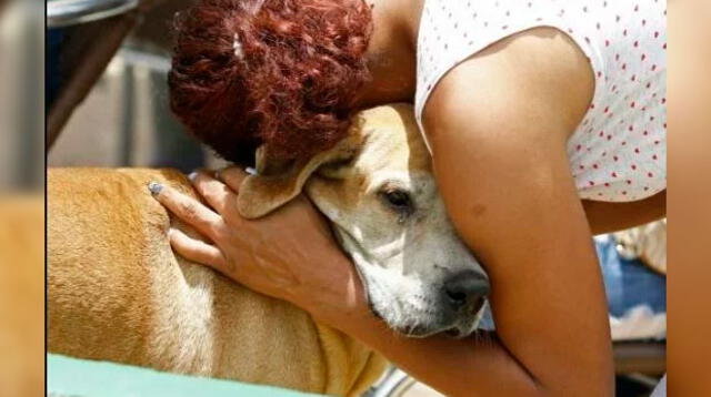 Un perro espera fielmente a su dueño en la puerta de un hospital en Colombia