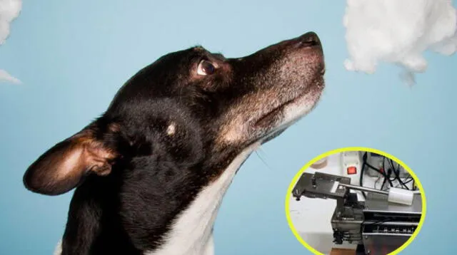 Perros podrían detectar el cáncer con uso de narices electrónicas y perros