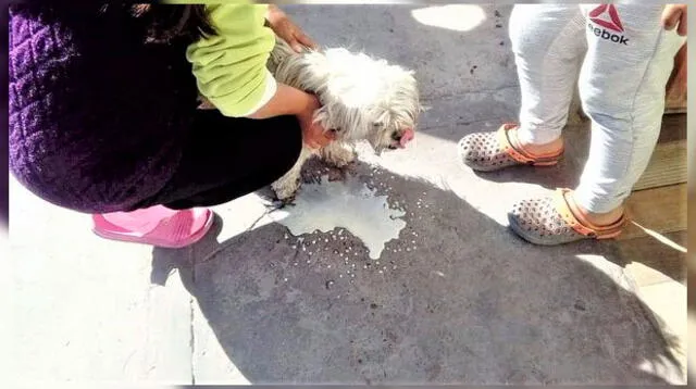 Mascotas fueron envenenadas en el sector de El Porvenir de Miraflores 