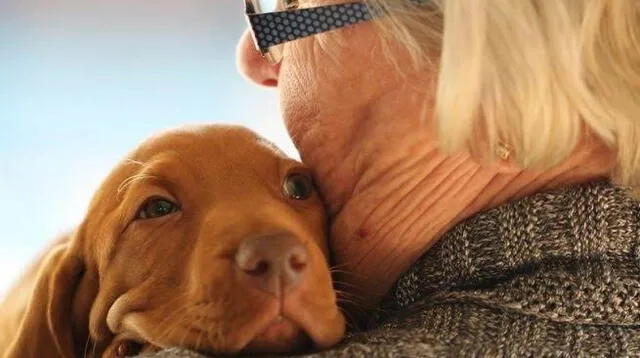 Como modo de prevención y evitar futuras enfermedades, recuerda llevar a tu mascota al veterinario