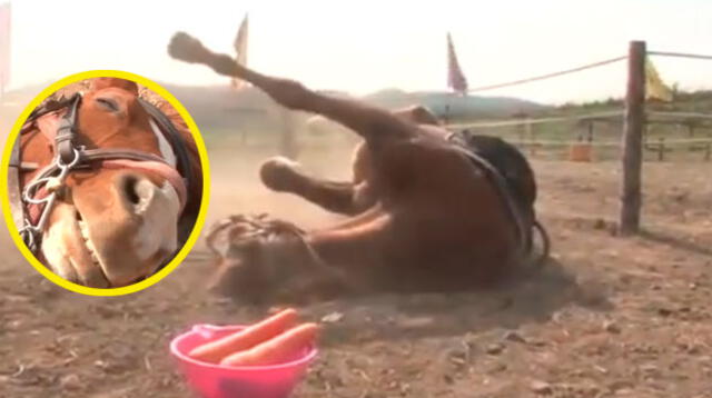 Reacción del caballo se volvió viral en Facebook