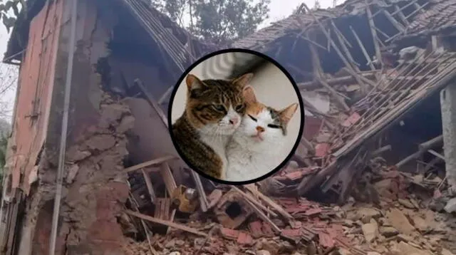 Gatos salvan a pareja italiana antes de derrumbe de casa