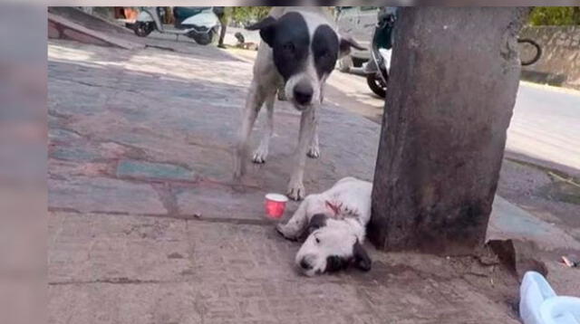 Su amor de madre logró salvar la vida de su cachorro