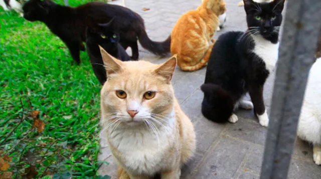 Necesitarían de los gatos por la presencia de ratas