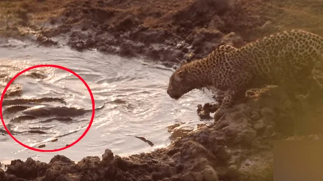 Hambriento leopardo cazó a pescado