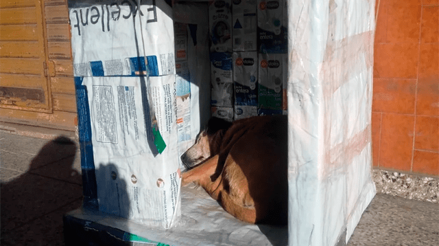 Estudiantes ayudan a animales de la calle 