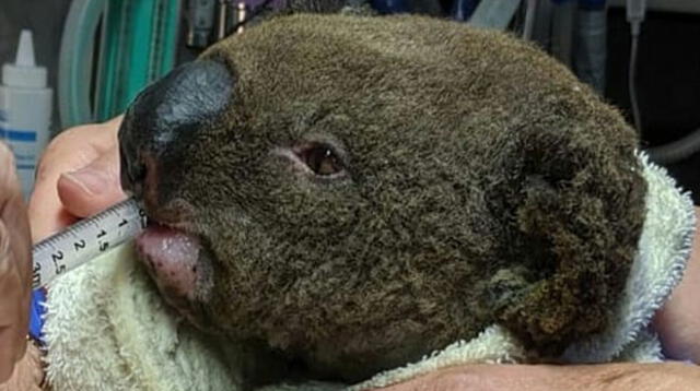 Estremecedor video de ‘koala quemado’ bebiendo agua tras incendio de Australia