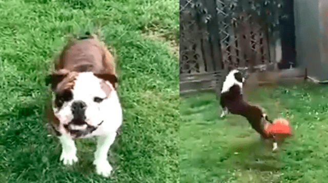 Con un buen entrenamientos tus perritos pueden dominar disciplinas deportivas