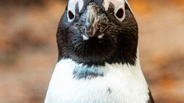 Pareja de pingüinos ha causado furor en redes sociales