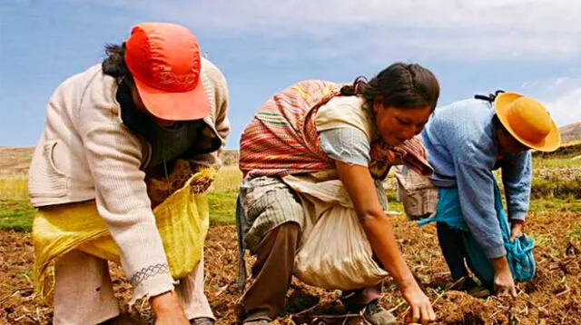 Plan busca mejorar producción de la agricultura familiar