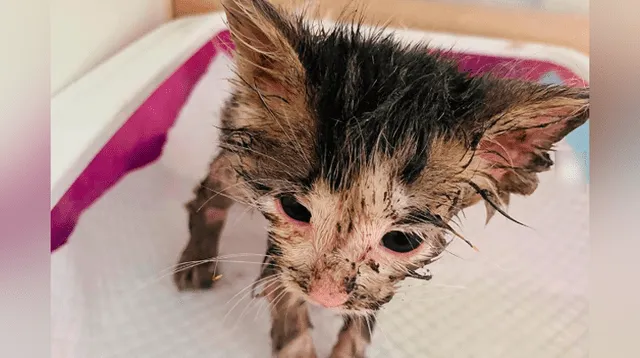 La gatita víctima de maltrato animal solo tiene un mes de nacida